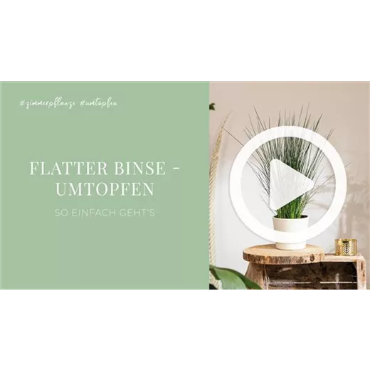 Flatter Binse - Umtopfen Flatter Binse - Umtopfen
