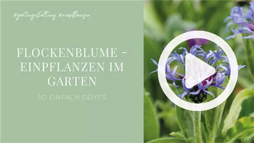 Flockenblume - Einpflanzen im Garten