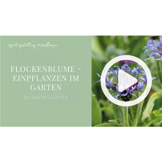 Flockenblume - Einpflanzen im Garten Flockenblume - Einpflanzen im Garten