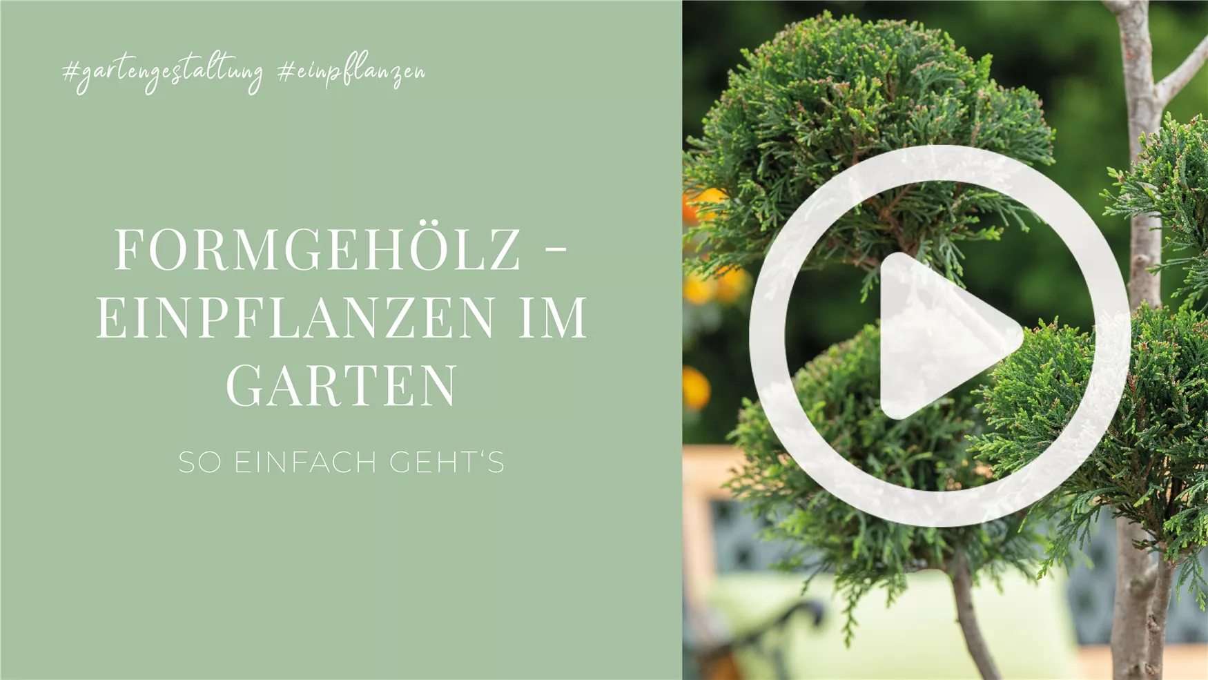 Formgehölz - Einpflanzen im Garten Formgehölz - Einpflanzen im Garten