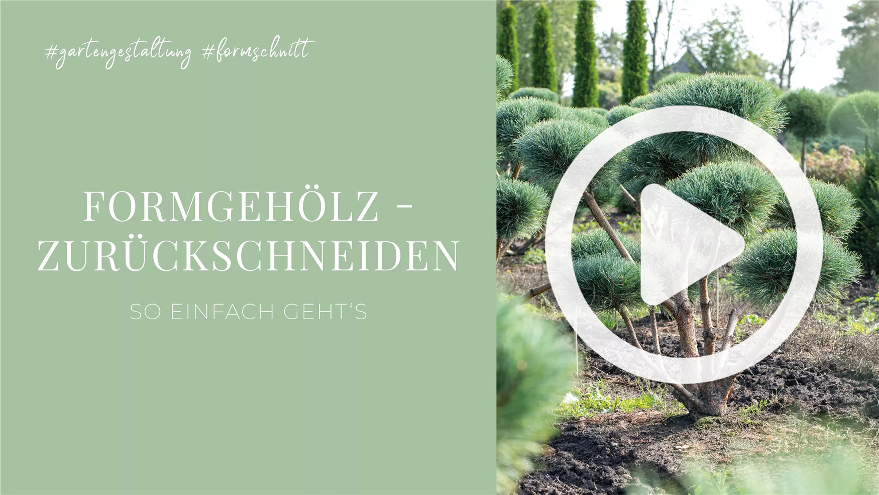 Formgehölz - Zurückschneiden Formgehölz - Zurückschneiden