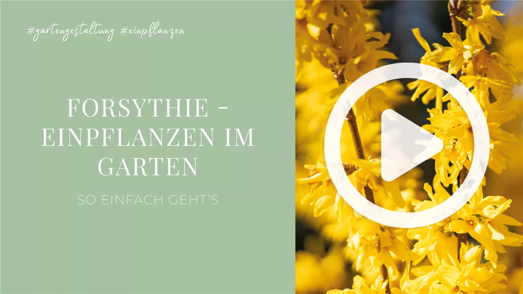 Forsythie - Einpflanzen im Garten Forsythie - Einpflanzen im Garten