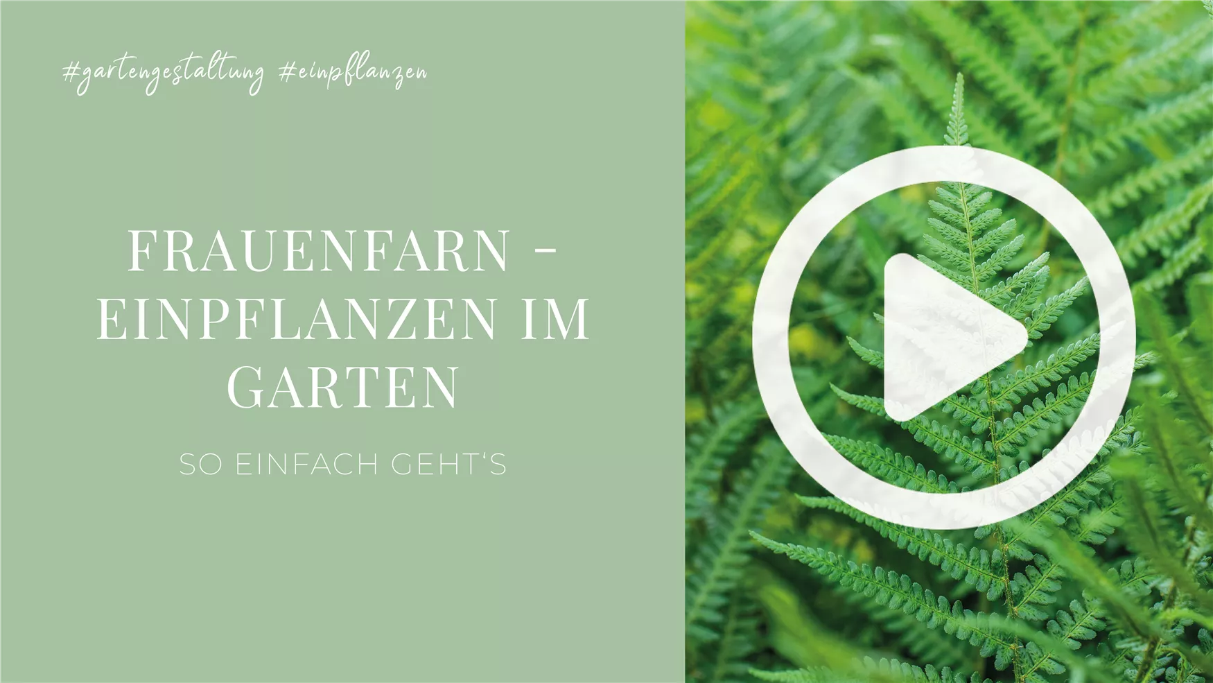 Frauenfarn - Einpflanzen im Garten Frauenfarn - Einpflanzen im Garten