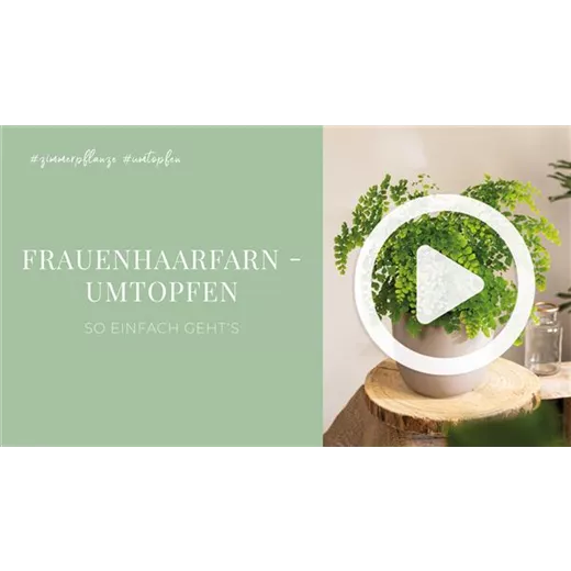 Frauenhaarfarn - Umtopfen Frauenhaarfarn - Umtopfen