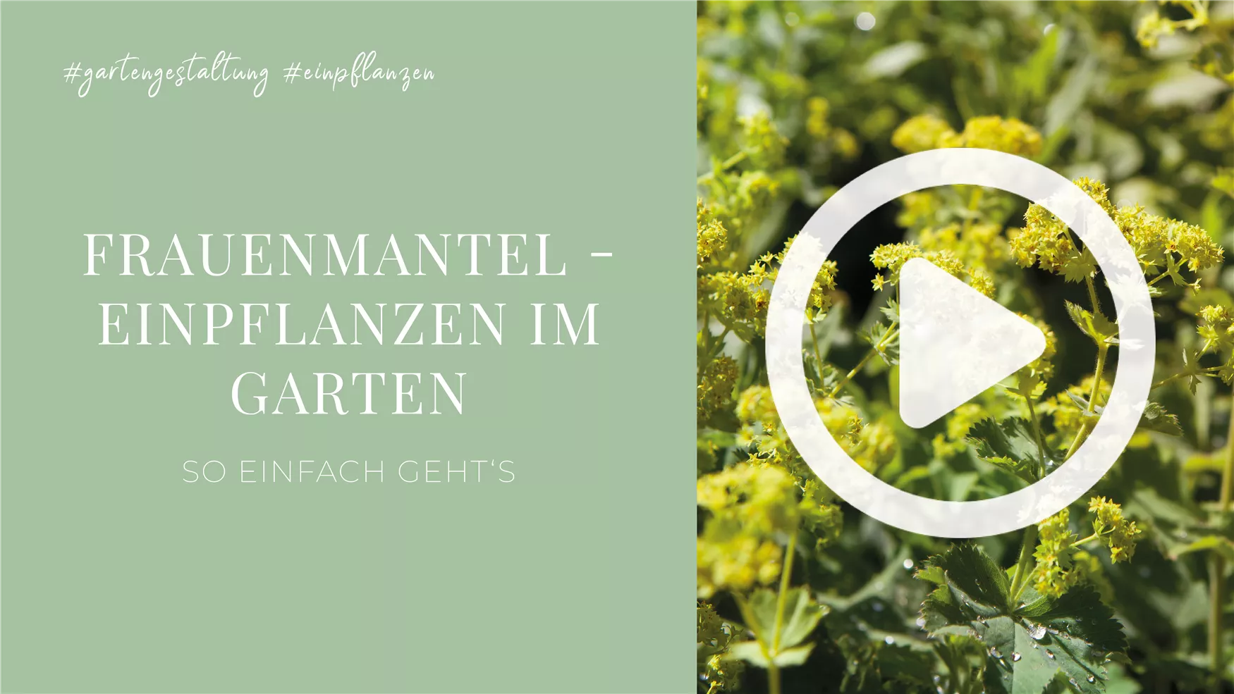 Frauenmantel - Einpflanzen im Garten Frauenmantel - Einpflanzen im Garten