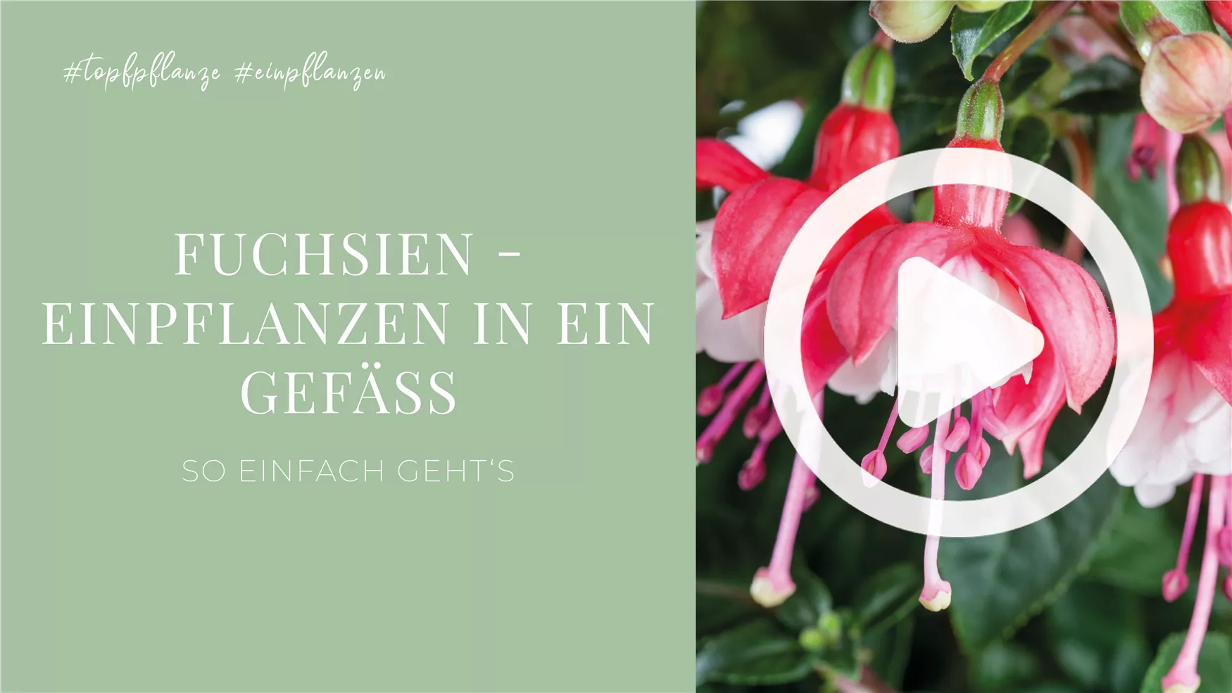 Fuchsien - Einpflanzen in ein Gefäß Fuchsien - Einpflanzen in ein Gefäß
