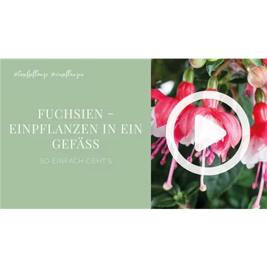 Fuchsien - Einpflanzen in ein Gefäß Fuchsien - Einpflanzen in ein Gefäß