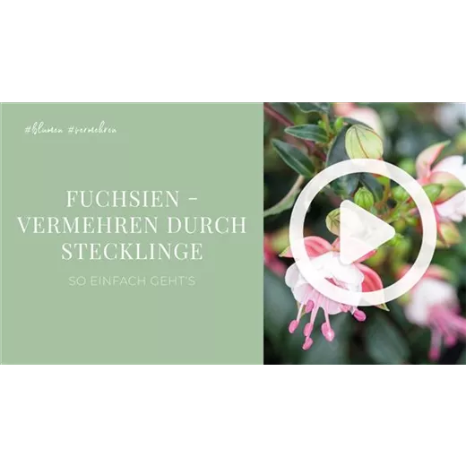 Fuchsien - Vermehren durch Stecklinge Fuchsien - Vermehren durch Stecklinge