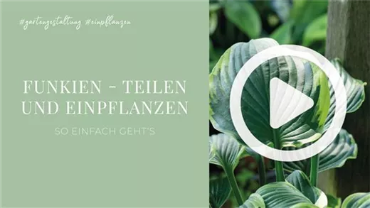Funkien - Teilen und Einpflanzen