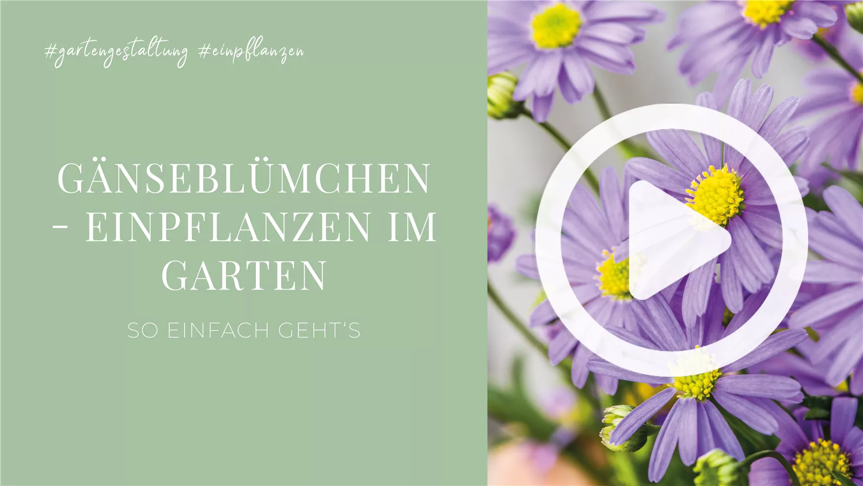Gänseblümchen - Einpflanzen im Garten Gänseblümchen - Einpflanzen im Garten