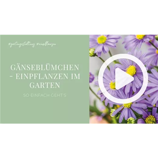 Gänseblümchen - Einpflanzen im Garten Gänseblümchen - Einpflanzen im Garten