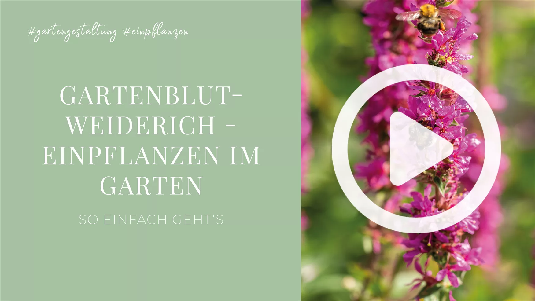 Gartenblutweiderich - Einpflanzen im Garten Gartenblutweiderich - Einpflanzen im Garten