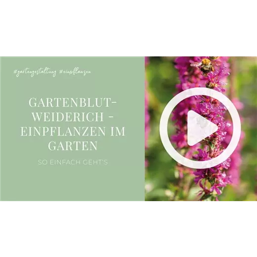 Gartenblutweiderich - Einpflanzen im Garten Gartenblutweiderich - Einpflanzen im Garten