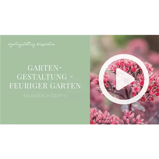 Gartengestaltung - Feuriger Garten Gartengestaltung - Feuriger Garten