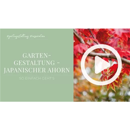 Gartengestaltung - Japanischer Ahorn Gartengestaltung - Japanischer Ahorn