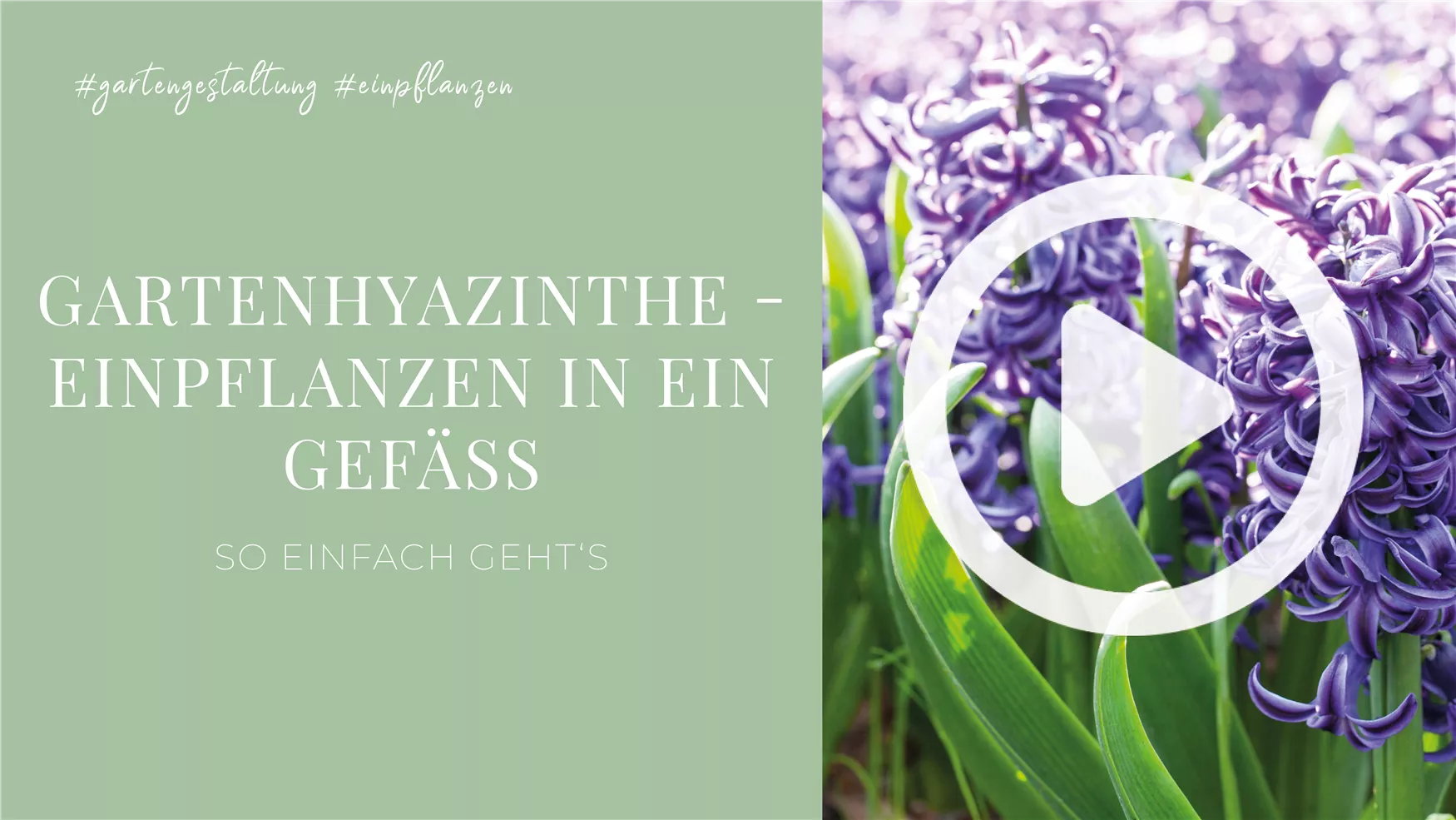 Gartenhyazinthe - Einpflanzen in ein Gefäß Gartenhyazinthe - Einpflanzen in ein Gefäß