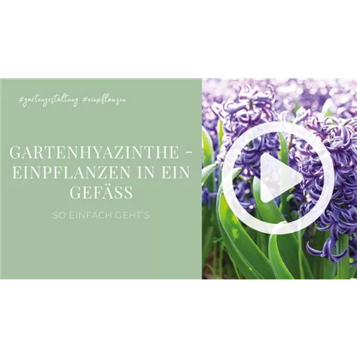 Gartenhyazinthe - Einpflanzen in ein Gefäß