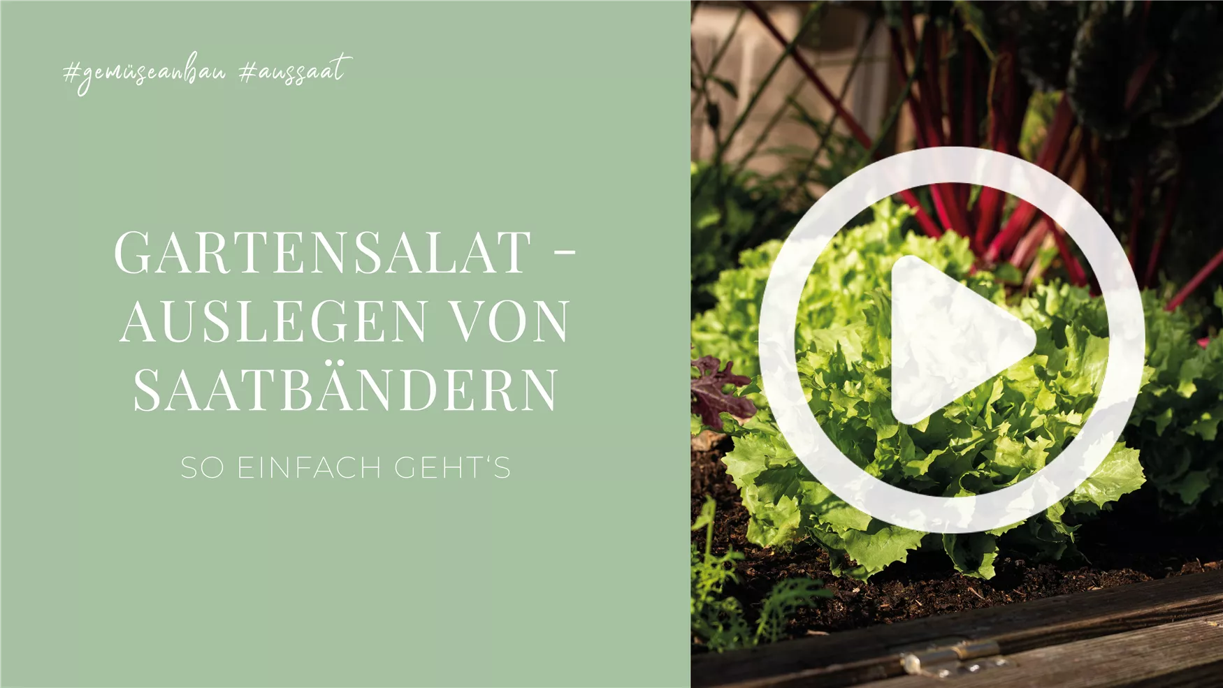 Gartensalat - Auslegen von Saatbändern Gartensalat - Auslegen von Saatbändern