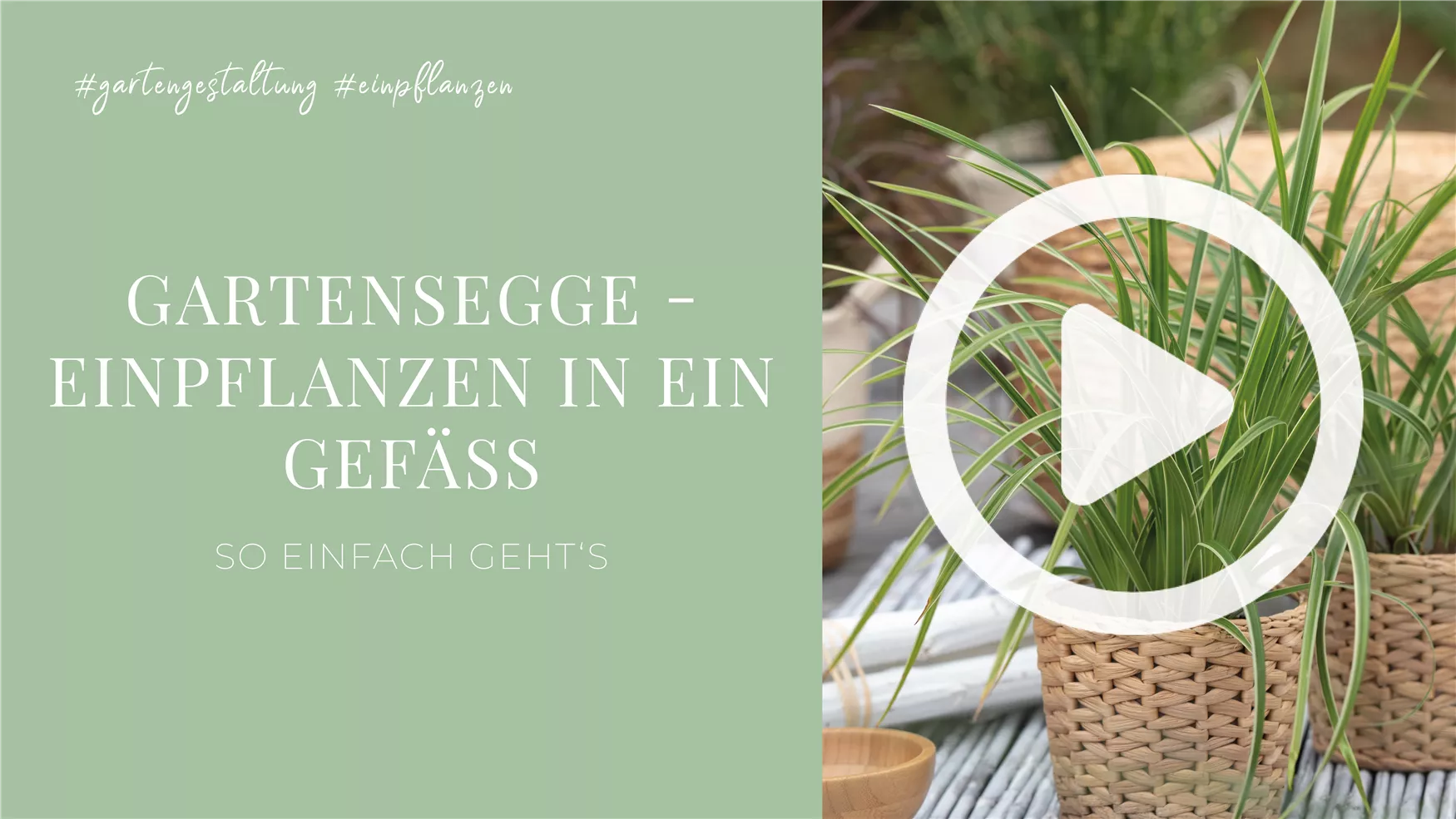 Gartensegge - Einpflanzen in ein Gefäß Gartensegge - Einpflanzen in ein Gefäß