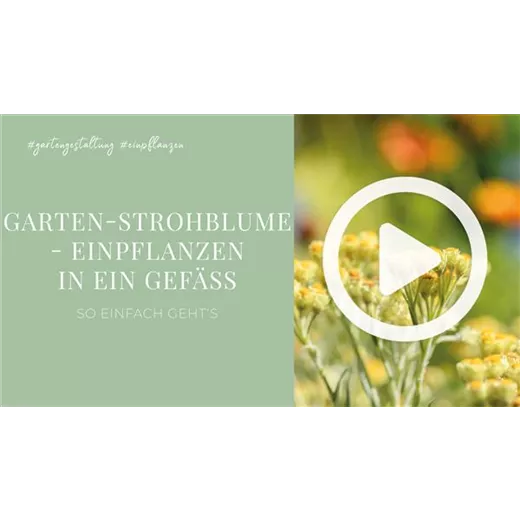 Garten-Strohblume - Einpflanzen in ein Gefäß