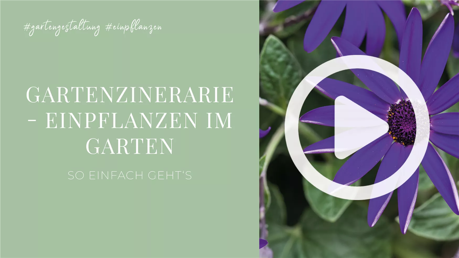 Gartenzinerarie - Einpflanzen im Garten Gartenzinerarie - Einpflanzen im Garten