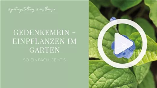 Gedenkemein - Einpflanzen im Garten