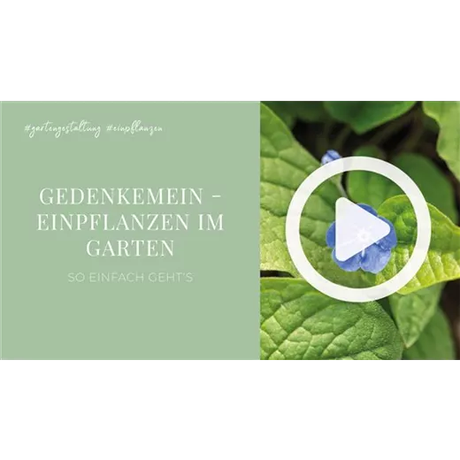 Gedenkemein - Einpflanzen im Garten Gedenkemein - Einpflanzen im Garten