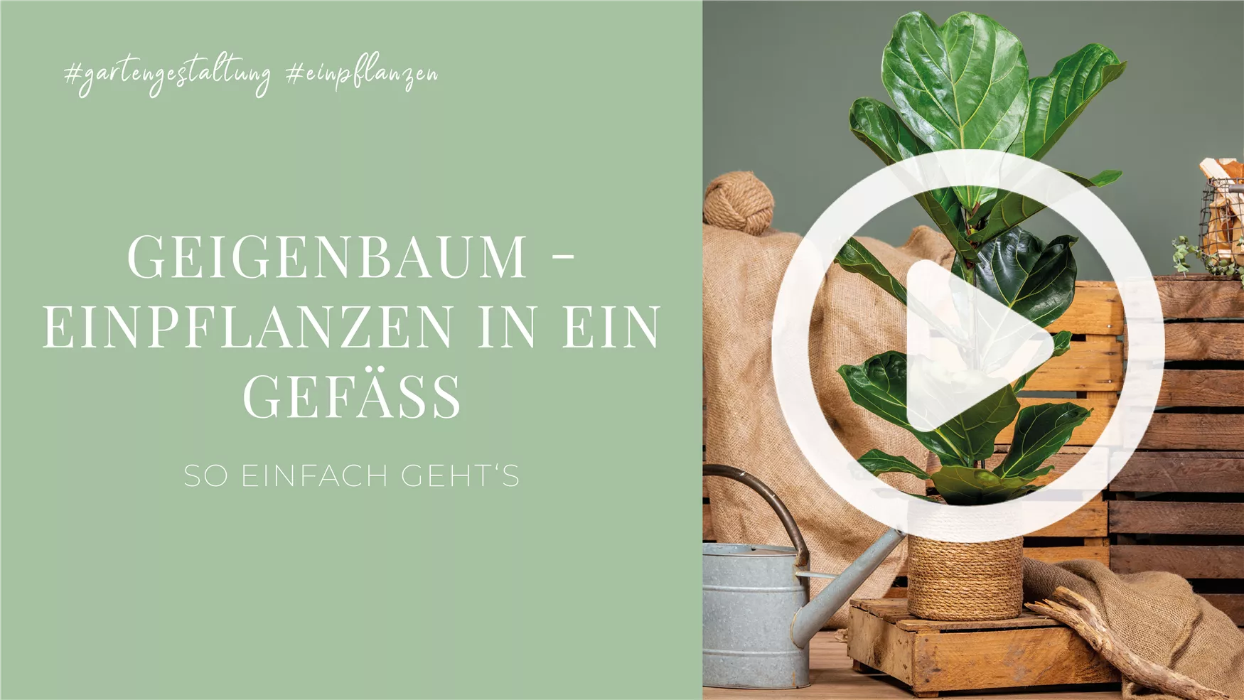 Geigenbaum - Einpflanzen in ein Gefäß Geigenbaum - Einpflanzen in ein Gefäß