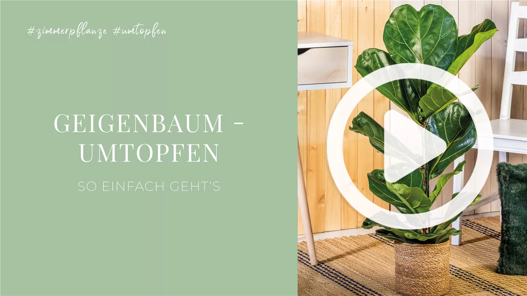 Geigenbaum - Umtopfen Geigenbaum - Umtopfen