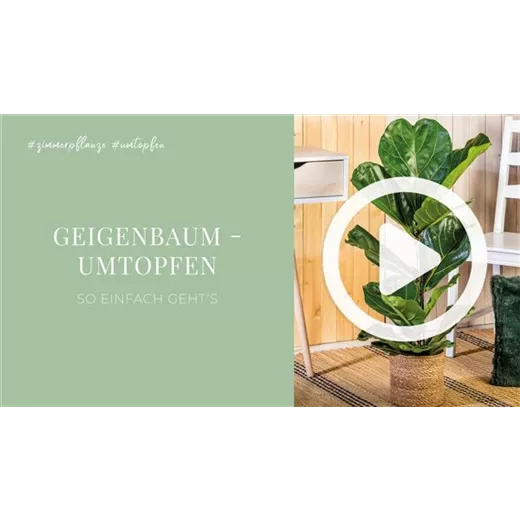 Geigenbaum - Umtopfen Geigenbaum - Umtopfen