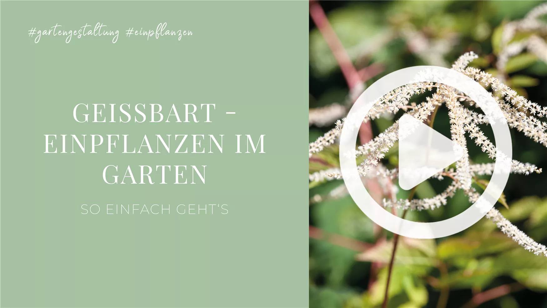 Geißbart - Einpflanzen im Garten Geißbart - Einpflanzen im Garten