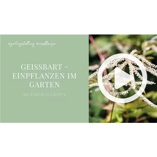Geißbart - Einpflanzen im Garten Geißbart - Einpflanzen im Garten