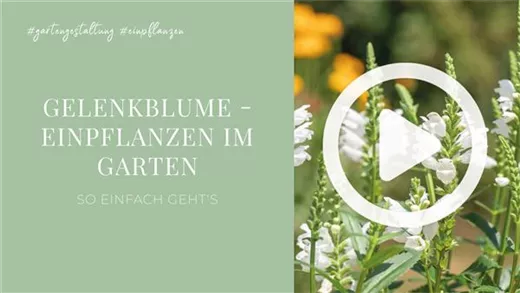 Gelenkblume - Einpflanzen im Garten
