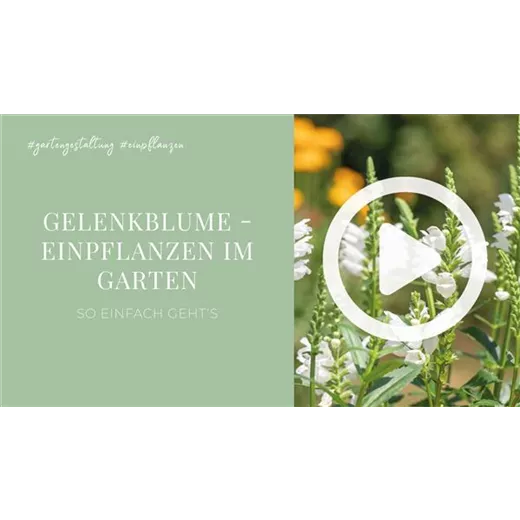 Gelenkblume - Einpflanzen im Garten Gelenkblume - Einpflanzen im Garten