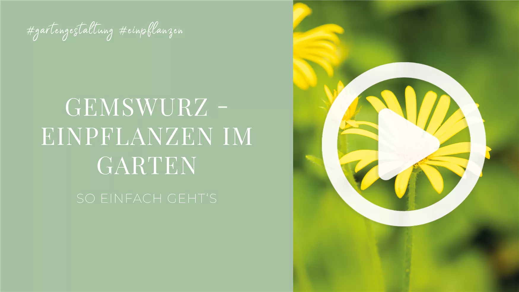 Gemswurz - Einpflanzen im Garten Gemswurz - Einpflanzen im Garten