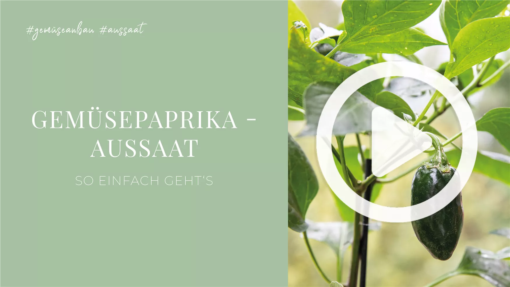 Gemüsepaprika - Aussaat Gemüsepaprika - Aussaat