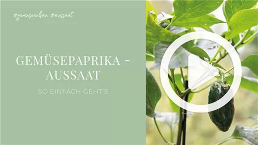 Gemüsepaprika - Aussaat