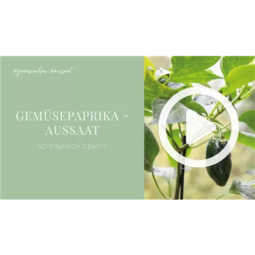 Gemüsepaprika - Aussaat Gemüsepaprika - Aussaat