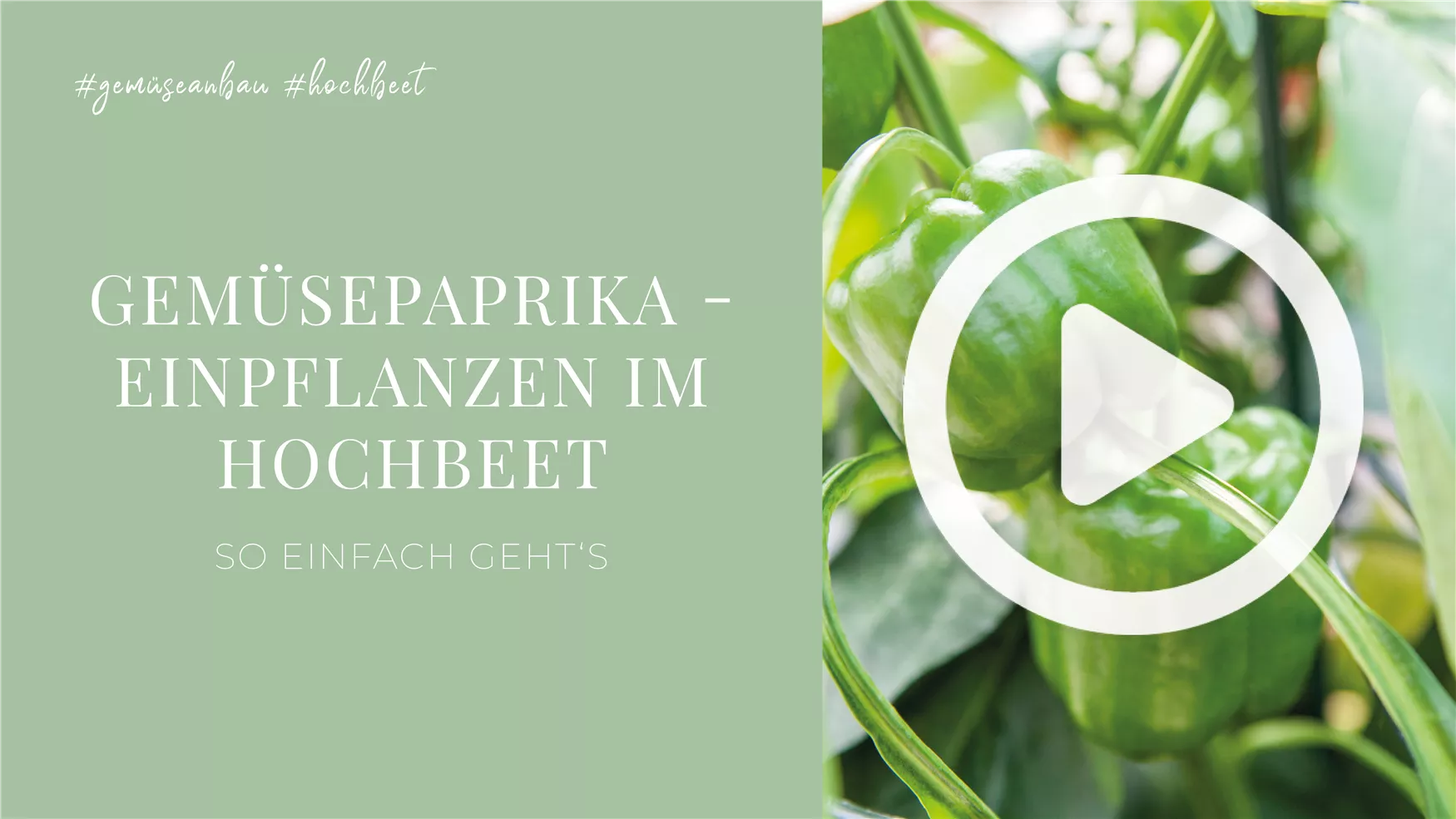 Gemüsepaprika - Einpflanzen im Hochbeet Gemüsepaprika - Einpflanzen im Hochbeet