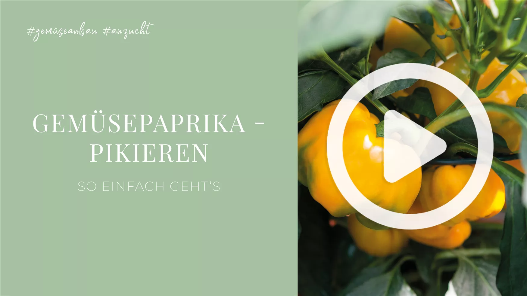 Gemüsepaprika - Pikieren Gemüsepaprika - Pikieren