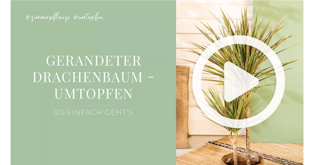 fensterblatt gre Fensterblatt (Monstera) XXL-Gre kaufen