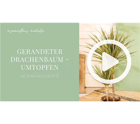 Gerandeter Drachenbaum - Umtopfen Gerandeter Drachenbaum - Umtopfen