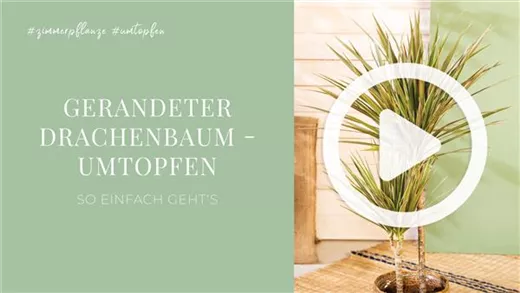 Gerandeter Drachenbaum - Umtopfen Gerandeter Drachenbaum - Umtopfen