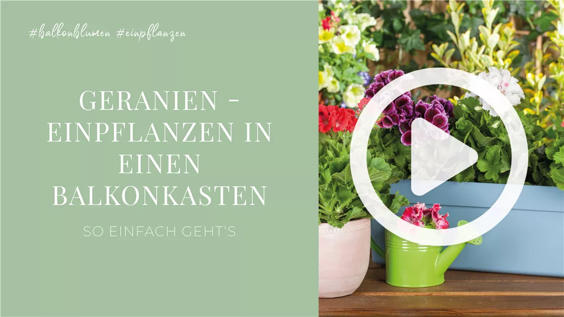 pflanztopf sale Mobiler Pflanztopf XXL – Gardapura