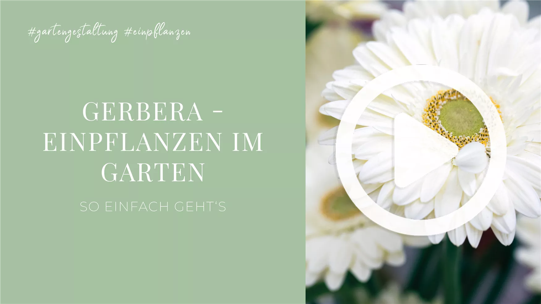 Gerbera - Einpflanzen im Garten Gerbera - Einpflanzen im Garten