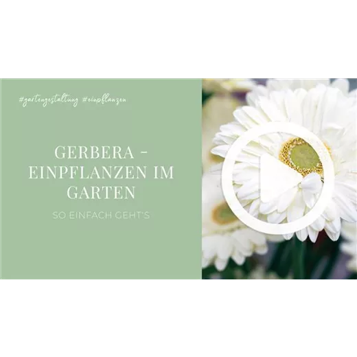 Gerbera - Einpflanzen im Garten Gerbera - Einpflanzen im Garten