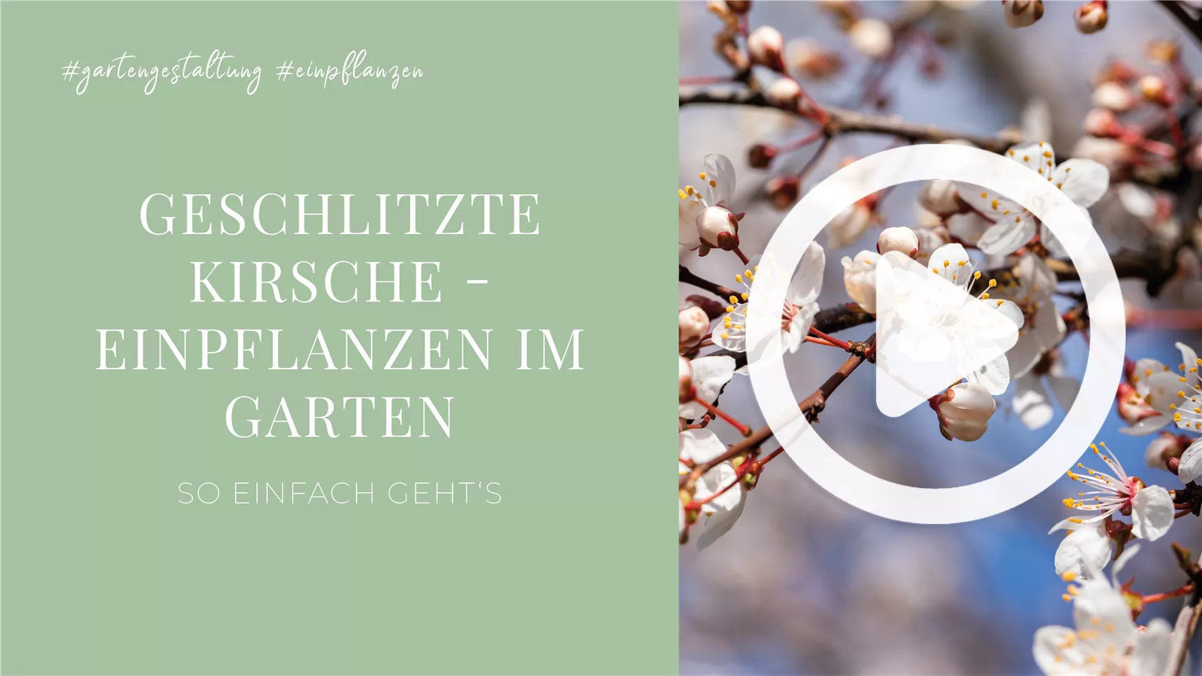 Geschlitzte Kirsche - Einpflanzen im Garten Geschlitzte Kirsche - Einpflanzen im Garten