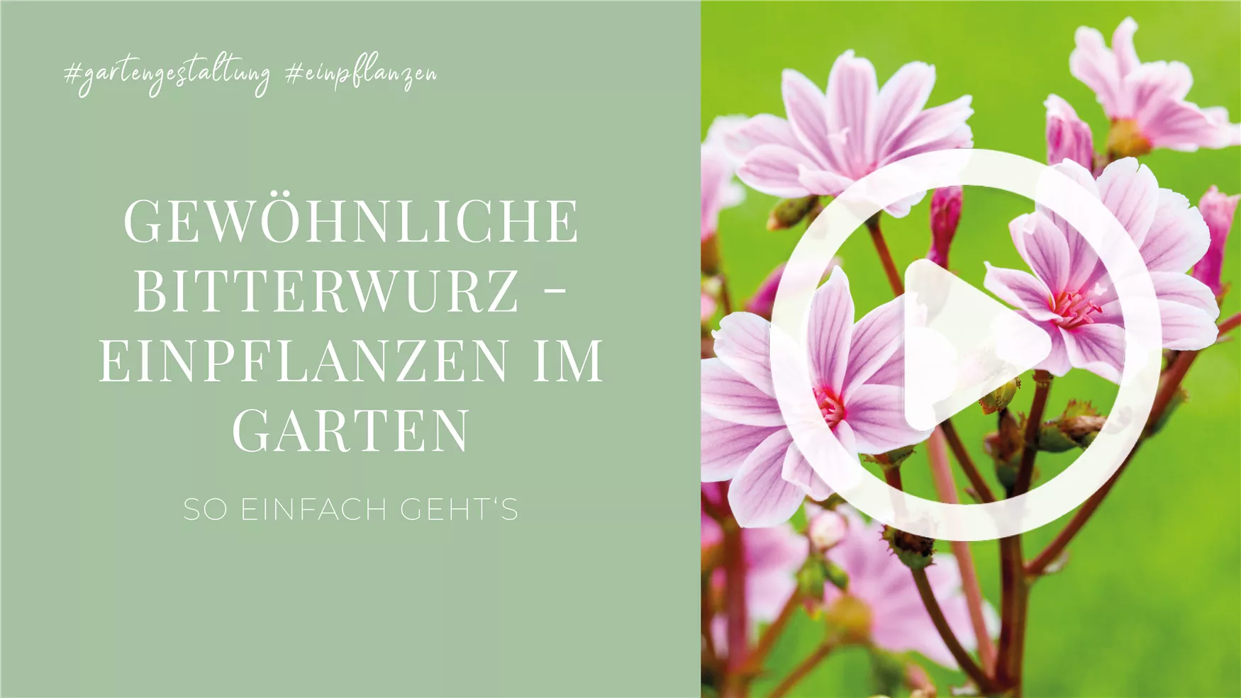 Gewöhnliche Bitterwurz - Einpflanzen im Garten Gewöhnliche Bitterwurz - Einpflanzen im Garten