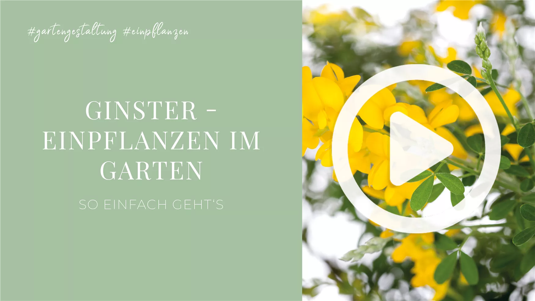 Ginster - Einpflanzen im Garten Ginster - Einpflanzen im Garten