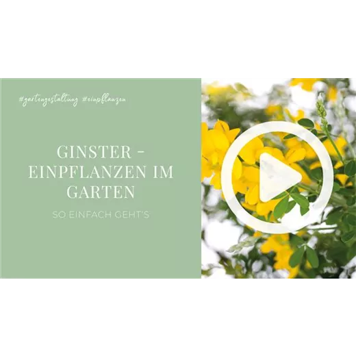 Ginster - Einpflanzen im Garten Ginster - Einpflanzen im Garten
